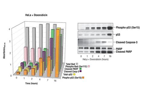 PathScan Apoptosis Multi